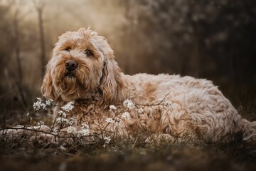 Selective focus of a Cockapoo dog