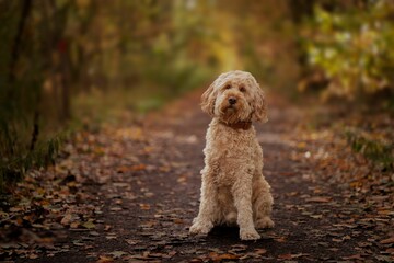 Selective focus of a Cockapoo dog in an autumn forest