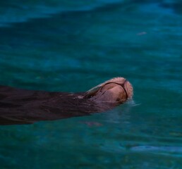 Selective focus of a sea lion swimming