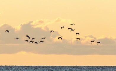 Obraz na płótnie Canvas Flock of sandhill cranes flying over the ocean at sunset