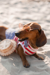 Beautiful little dachshund sleeps in bed wearing a pink sleep mask next to the alarm clock