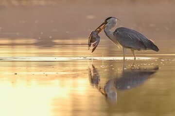 Scenic shot of a grey heron with a dove in its mouth standing in still lake water