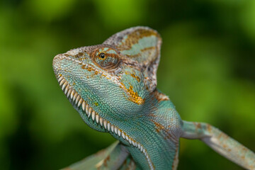 The veiled chameleon (Chamaeleo calyptratus) is a species of chameleon (family Chamaeleonidae) native to the Arabian Peninsula in Yemen and Saudi Arabia