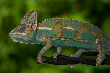 The veiled chameleon (Chamaeleo calyptratus) is a species of chameleon (family Chamaeleonidae) native to the Arabian Peninsula in Yemen and Saudi Arabia