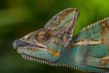 The veiled chameleon (Chamaeleo calyptratus) is a species of chameleon (family Chamaeleonidae) native to the Arabian Peninsula in Yemen and Saudi Arabia