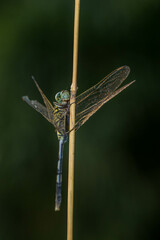 A dragonfly is a flying insect belonging to the infraorder Anisoptera below the order Odonata