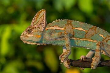The veiled chameleon (Chamaeleo calyptratus) is a species of chameleon (family Chamaeleonidae) native to the Arabian Peninsula in Yemen and Saudi Arabia