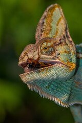 The veiled chameleon (Chamaeleo calyptratus) is a species of chameleon (family Chamaeleonidae) native to the Arabian Peninsula in Yemen and Saudi Arabia