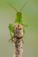 Grasshoppers are insects with long, powerful back legs which they use for jumping. They generally live in dry habitats, such as fields, gardens and meadows