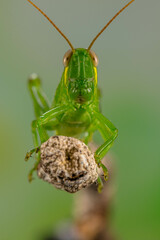 Grasshoppers are insects with long, powerful back legs which they use for jumping. They generally live in dry habitats, such as fields, gardens and meadows