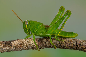 Grasshoppers are insects with long, powerful back legs which they use for jumping. They generally live in dry habitats, such as fields, gardens and meadows