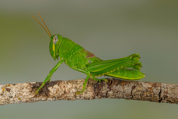 Grasshoppers are insects with long, powerful back legs which they use for jumping. They generally live in dry habitats, such as fields, gardens and meadows