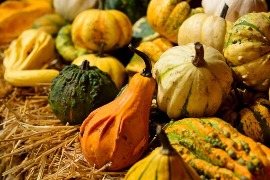 Closeup shot of recently harvested colorful pumpkins in a random pile