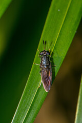 A wasp is any insect of the narrow-waisted suborder Apocrita of the order Hymenoptera which is neither a bee nor an ant