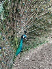 Purple peacock in the zoo