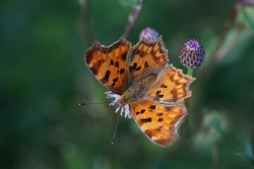Portrait of a comma butterfly (Polygon-ia c-album). Insect in the nature habitat. Summer in the meadow. European wildlife, Czech