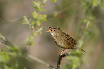 A Common grasshopper warbler sits on the green twig and sings. Locustella naevia. Beautiful wildlife scene with a small song bird. Spring in the nature.