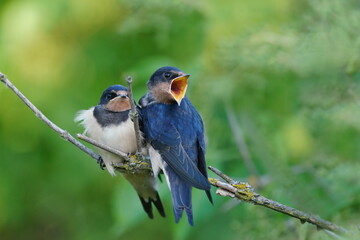 Two young barn swallows are sitting on a twig and with their beaks open, they are waiting to be fed. Wildlife scene with two songbirds. Hirundo rustica