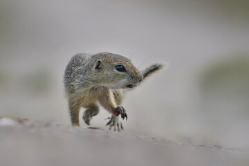 Portrait of a young european ground squirre. (Spermophilus citellus) Wildlife scene from nature. Ground squirrel on field