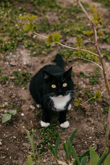 cat walks in the garden