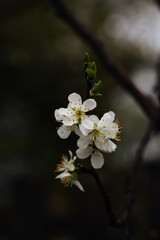 flowering tree close-up