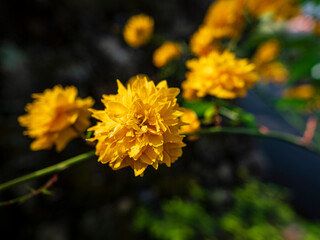 八重咲きの山吹の花