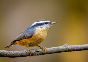 A red breasted nuthatch sitting on a branch with soft focus background.