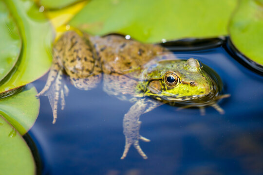 A closeup photo of a common green frog floating in a pond with lily pads.