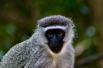 Vervet Monkey (Meerkatze)