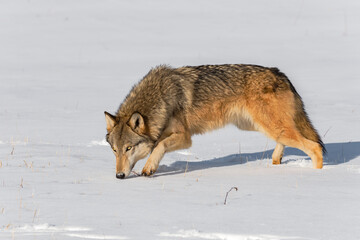 Grey Wolf (Canis lupus) Looks Up From Nose to Snow Winter