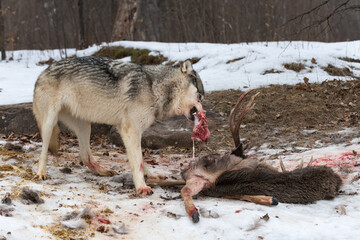 Grey Wolf (Canis lupus) Pulls Piece of Meat From White-Tail Deer Carcass Winter
