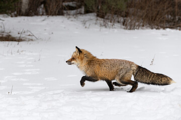 Red Fox (Vulpes vulpes) Marches Left Through Snow Winter