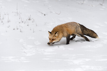 Red Fox (Vulpes vulpes) Runs Left Head Down Winter