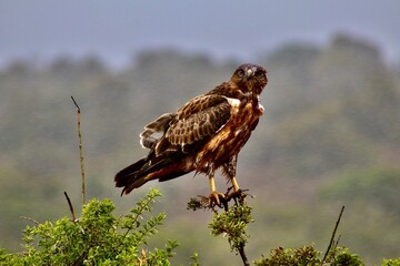 Adler Südafrika