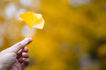 The man hand holding leaf of yellow Ginkgo biloba leaves or Momijigari in autumn at Japan. Light sunset of the sun with dramatic yellow and orange sky. Image depth of field.