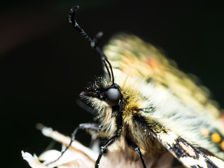 Zerynthia rumina
