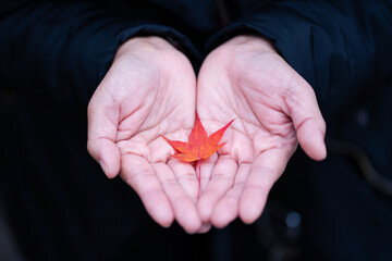 The girl hand holding leaf of red maple leaves or Momijigari in autumn at Japan. Light sunset of the sun with dramatic yellow and orange sky. Image depth of field.