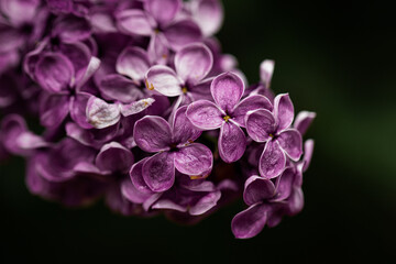 lilac flower macro close up