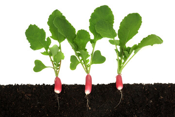 Radish salad vegetable plants with roots growing in earth dirt. Cross section view of organic gardening, immune system boosting health food nature concept. On white background.