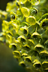 yellow flower with drops