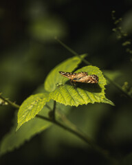 Butterfly on leaf