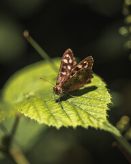 butterfly on leaf