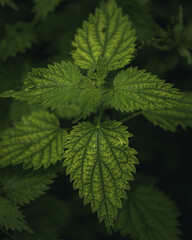 Fototapeta na wymiar macro green leaves detail