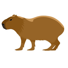 colored vector illustration of a cabybara