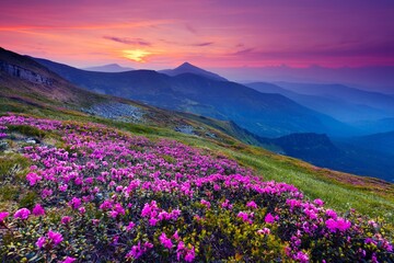 Fototapeta na wymiar Rhododendron flowers in a sunrise.
