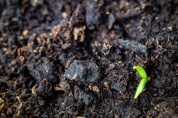 A little pepper seedling or sprout growing in a plastic box of earth in a windowsill garden.