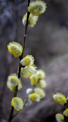 Flowering willow branches in early spring