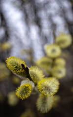Flowering willow branches in early spring