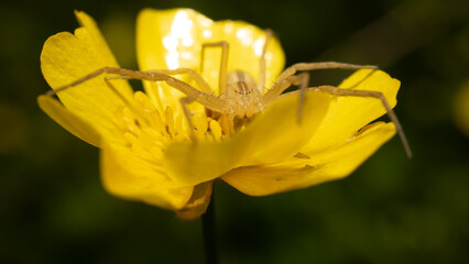 A spider in a flower.