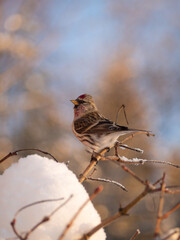 Redpoll in a tree.